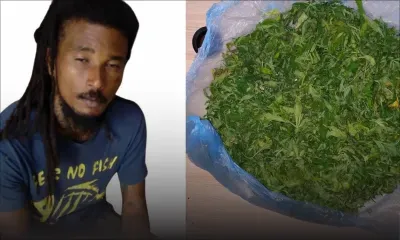 Camp-Caval, Curepipe : Saisie de Rs 800 000 de cannabis