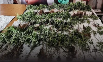 Chamarel : 191 plants de cannabis saisis, un suspect arrêté