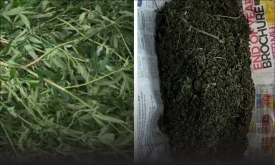 Vague d'arrestations dans l'Est pour trafic de drogue :  un suspect pris en flagrant délit dans sa plantation de cannabis...