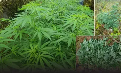 1 978 plants de cannabis déracinés en moins d’une semaine