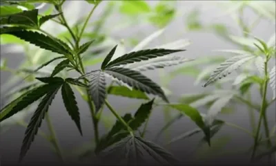 Opération antidrogue - culture de cannabis : Ajay et Kiran Etwaroo arrêtés 