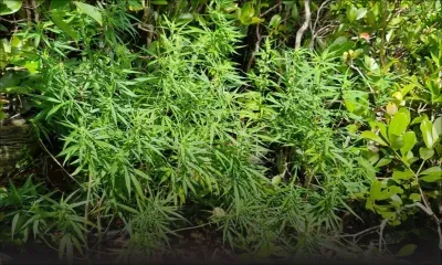 Tamarind Falls : des plants de cannabis d'une valeur de Rs 4,6 millions déracinés