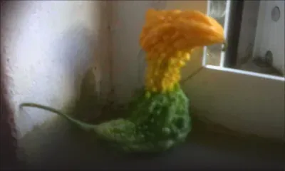 Insolite : une margoze qui ressemble à un oiseau