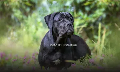 Attaque de chiens sur deux individus : Le propriétaire des chiens Cane Corso libéré sous caution
