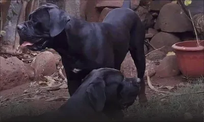 Cane corso disparus : «Donnez leur à manger s’il vous plaît», affirme leur maître 