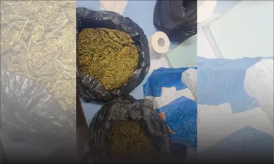 Péreybère : saisie de Rs 2 millions de cannabis