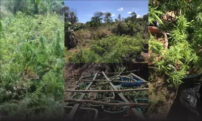 Camp-Carol : 607 plants de cannabis déracinés