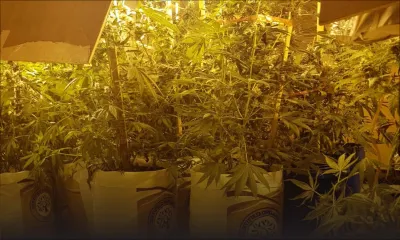 À Pereybère : culture de cannabis… dans un bungalow