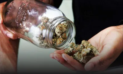 Youth debate on Drugs: Legalization of cannabis: To be or not to be