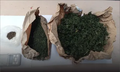 Quatre-Cocos : du cannabis et un millier de graines de cette drogue saisis chez un fermier