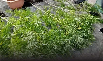 Rivière-du-Poste : 80 plants de cannabis déracinés 