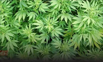 Plaine-Champagne : 599 plants de cannabis déracinés