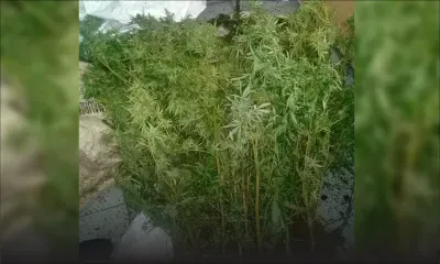 Bambous : 304 plants de gandia valant Rs 10 millions déracinés