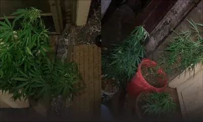 77 plants de cannabis saisis chez lui : «Kan ti pou pare, nou ti pou fime et partaze», dit un bûcheron aux enquêteurs