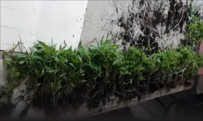 Terre-Rouge : Rs 900 000 plants de cannabis déracinés