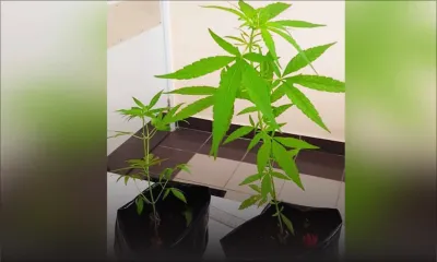 Chamarel : deux plants de cannabis découverts dans la cour d’une école pré-primaire