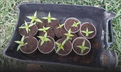 Culture de cannabis : un habitant de Poste-Lafayette arrêté