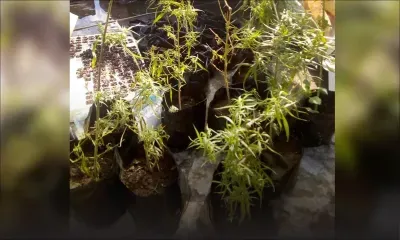 Pereybère : un jeune de 28 ans arrêté pour la culture de plus de 75 plants de cannabis