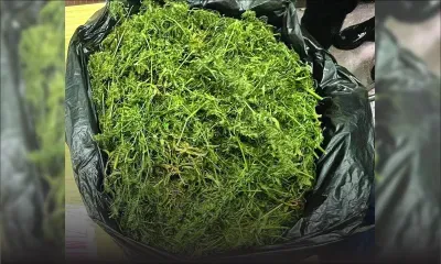 À Vacoas : un présumé dealer de cannabis mis à l’ombre