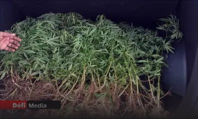 Pailles : saisie de Rs 1,6 million de cannabis sur le flanc d'une montagne