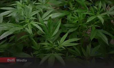 Côte d'Or : des plants de cannabis estimés à Rs 50 M déracinés