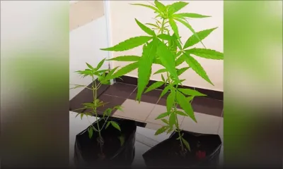 Plus de 20 plants de cannabis sur le toit du collège Le Chou