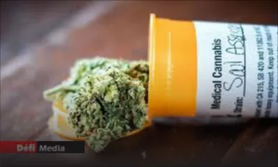 Cannabis à usage médical : le comité technique boucle ses travaux