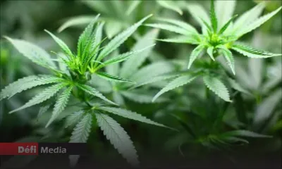 Sous le coup d'une suspension, un policier arrêté pour culture de cannabis