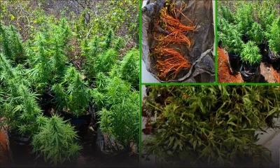 Opérations antidrogue dans toute l'île : Rs 3 millions de plants de gandia découverts hier