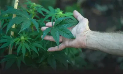 À des fins médicales et scientifiques : le PS peut autoriser une personne à cultiver du cannabis