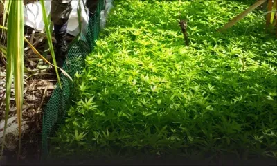 À Piton : Rs 34 M de cannabis saisies