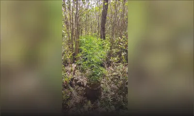 À Pétrin : 1 263 plants de cannabis déracinés par l’Adsu 