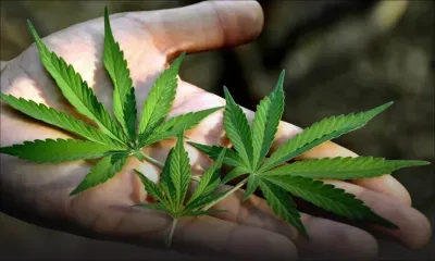 Étude sur la légalisation du cannabis sur 600 Mauriciens : 46 % des sondés sont favorables 