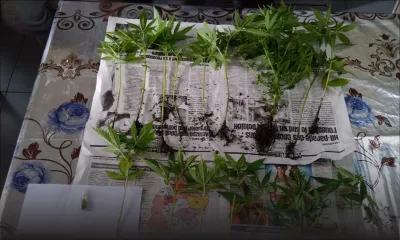 Cannabis, argent et semences saisis chez un jeune de 18 ans