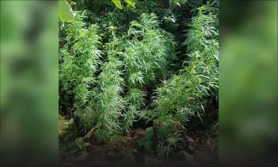 Crève-cœur : 2422 plantes de cannabis valant Rs 7,2 millions déracinées