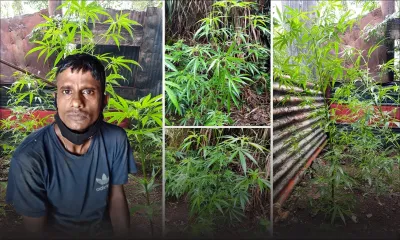 Saint-Martin: 73 plantes et 16g de gandia saisis, un suspect épinglé