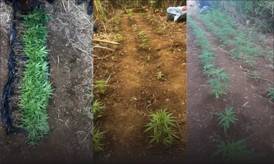 Belle-Vue Maurel : à 87 ans, il cultive du cannabis 