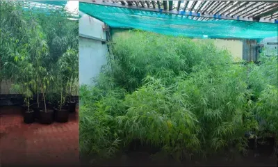 52 plants de cannabis découverts chez un habitant de Rivière-du-Rempart 
