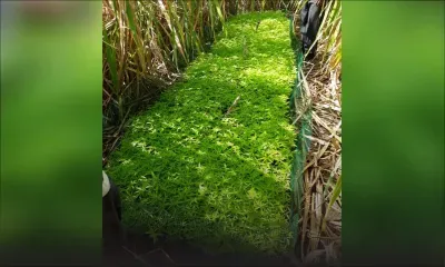 Record à Piton : 11, 365 plants de gandia valant Rs 34 millions déracinés dans 3 champs de canne