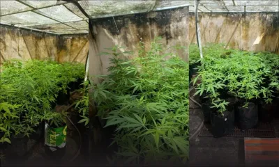 Bel-Air-Rivière-Sèche : il cultivait du cannabis sur son toit…