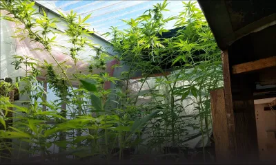 Pamplemousses : un soudeur cultivait du cannabis sur le toit de sa maison