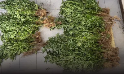 Au Morne : plus de 2 300 plants de cannabis déracinés