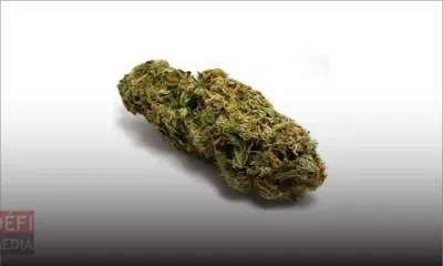 Drogue en milieu scolaire : un troisième élève pris avec du cannabis dans le laboratoire 