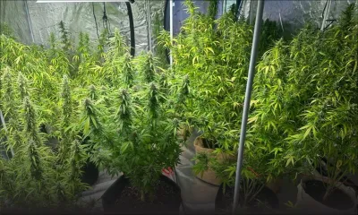 Derrière les murs de bungalows : silence on cultive…