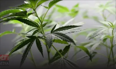 Bel-Ombre : 285 plants de cannabis déracinés