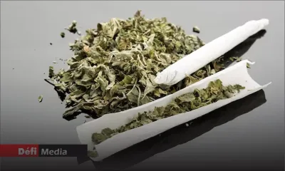 Rivière-du-Rempart : cannabis, papiers à rouler et tasers saisis chez un trentenaire