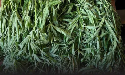 Saisie de trois kilos de cannabis : un homme arrêté