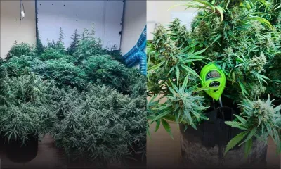 Culture indoor de cannabis : une saisie de Rs 45,7 millions à Balaclava