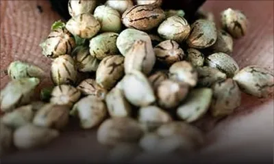 Phoenix : du cannabis et une centaine de graines de cette drogue saisis