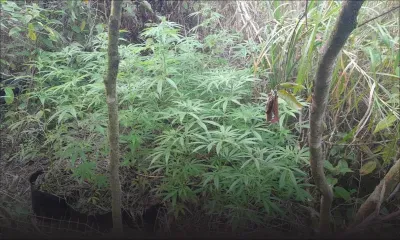 Camp-Thorel : des plants de cannabis découverts sur un terrain abandonné